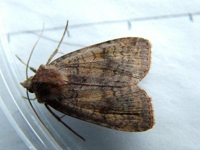 Barred Chestnut